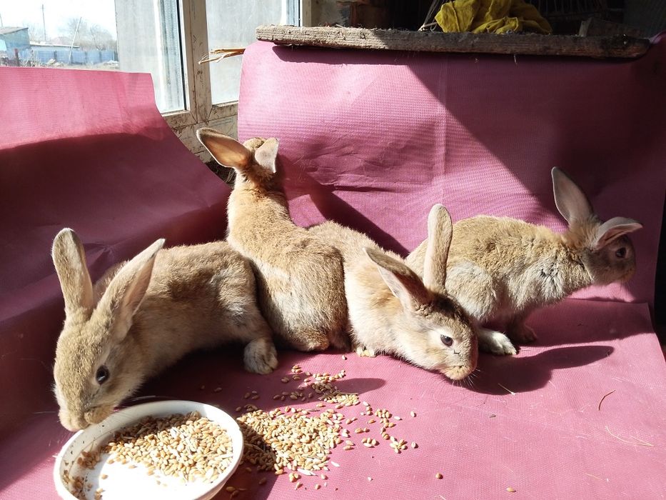 Продам кроликов разных возрастов.