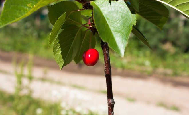 Гилос кучатлари бор