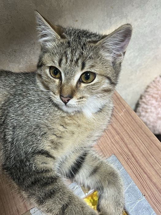 Отдам котенка в хорошие руки
