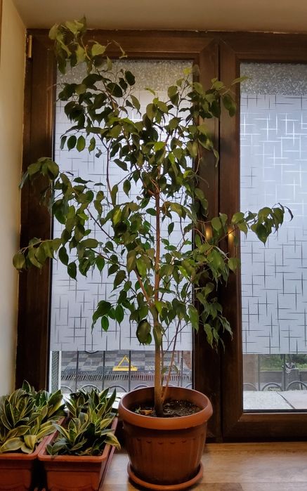 Фикус Бенжамина. Не пестролистный