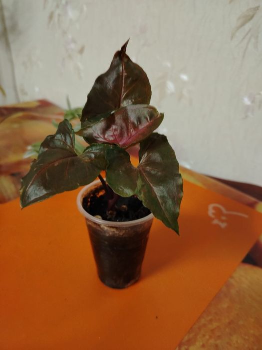 Продам комнатные цветы