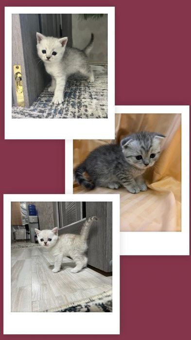 Продаются котята шотландские с окрасом серебристая шиншилла