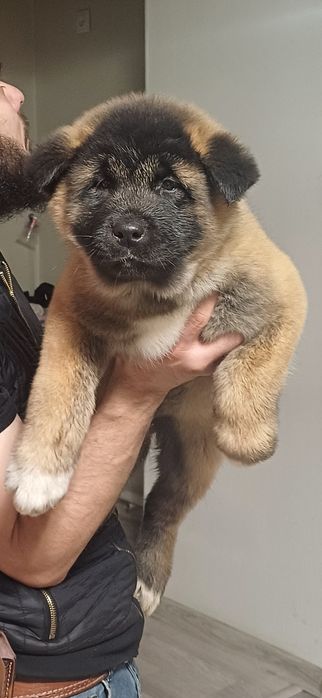 Щенки готовы к переезду