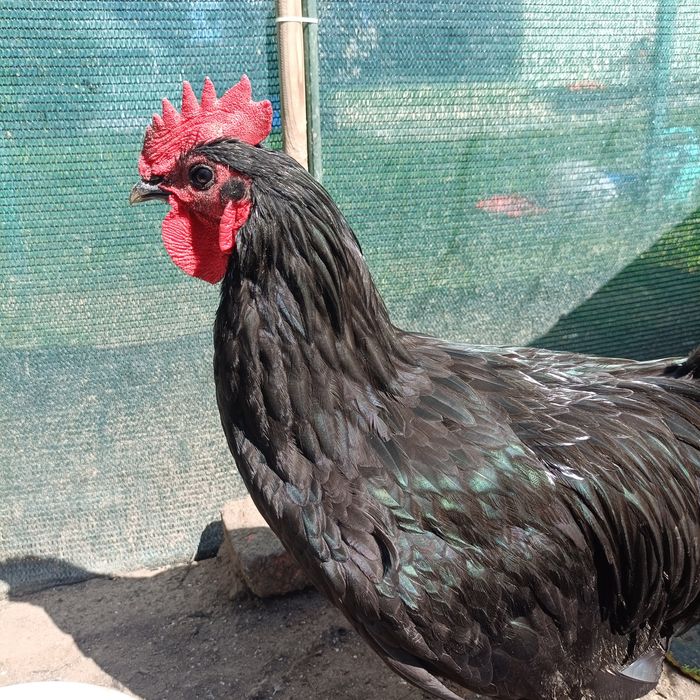 Vând/schimb cocoși Australorp negru