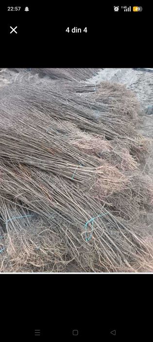 Vând puieții tratați și comestibil