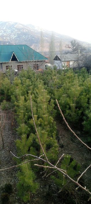 Продаются ёлки/Арчалар сотилади