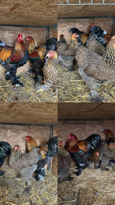 Disponibile ouă si pui brahma