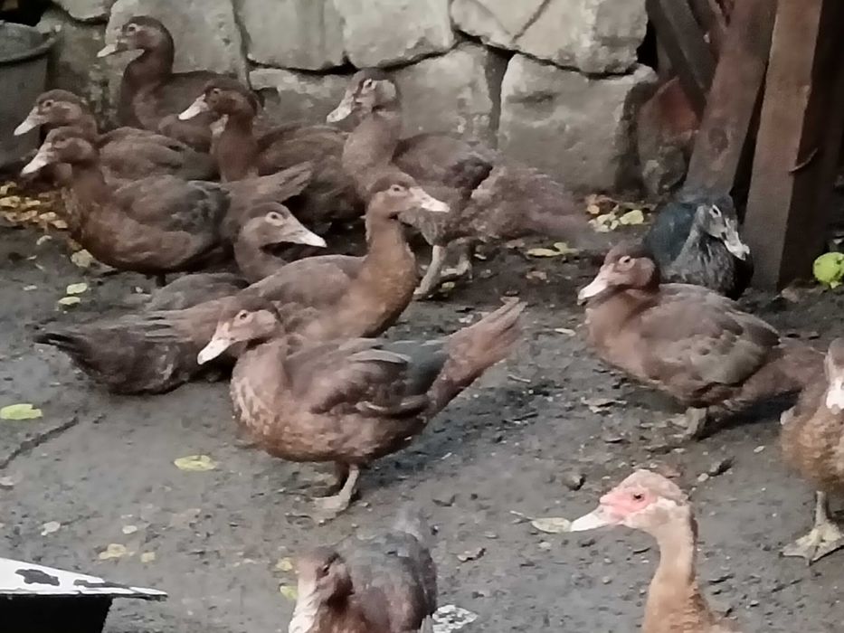 Boboci de rață leșească