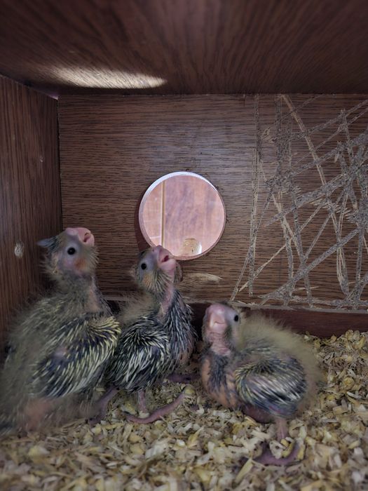 Perechi nimfe mature si pui