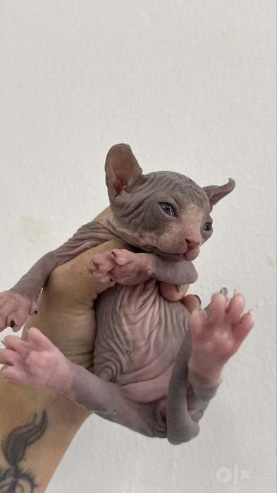 Сфинкс Эльф котята Mushuk