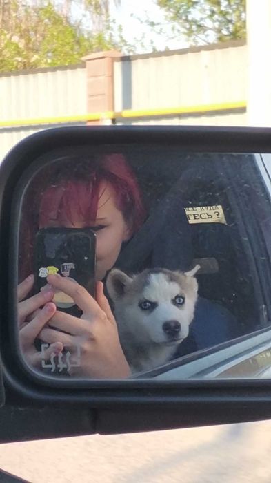 пропала собака хаски