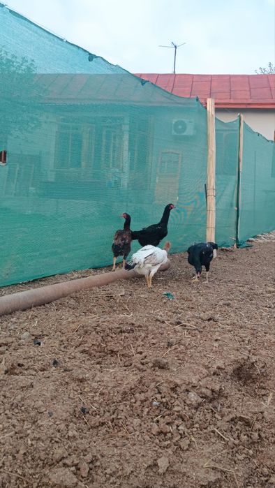 Dakan tovuqlar sotiladi