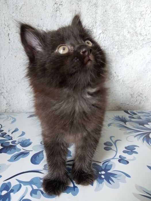 Котенок мальчик. Сибирский
