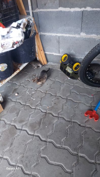 Pisici Gratis!Cadou.