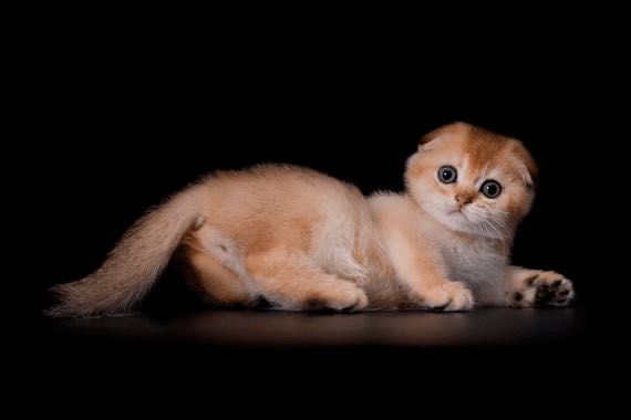 Шотландский вислоухий котенок. Золотая шиншила