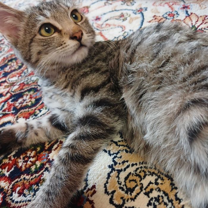 Котята бесплатно