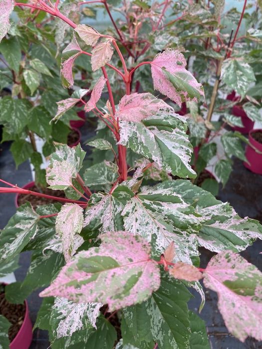 Acer flamingo в саксия