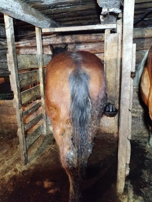 Vând mânz semigreu de 10 luni