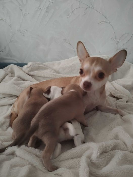 Чихуахуа щенки бронь