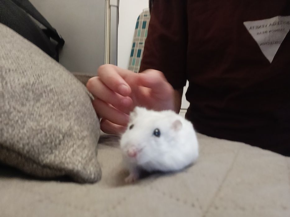 Hamster de dat in adopție