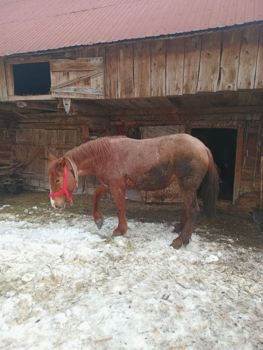 Vând două mânze ..