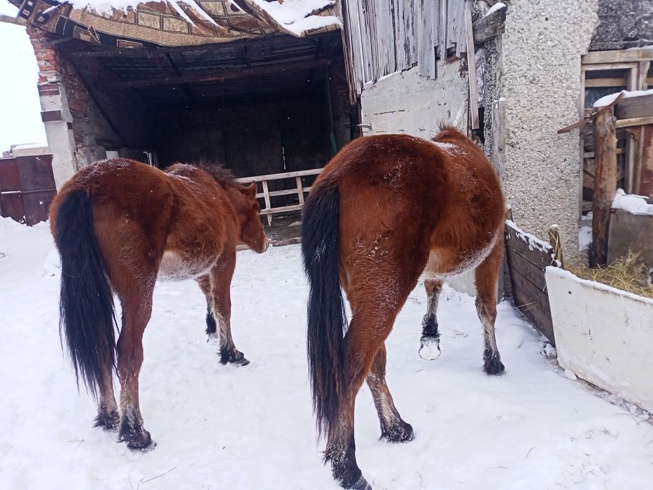 Продам тайлар согым