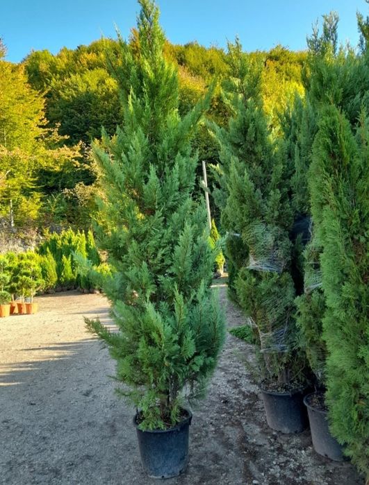 Plante ornamentale / Gard viu garantat Leylandii, smarald, columnaris