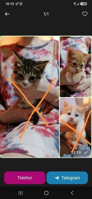 Котята домашние, здоровые
