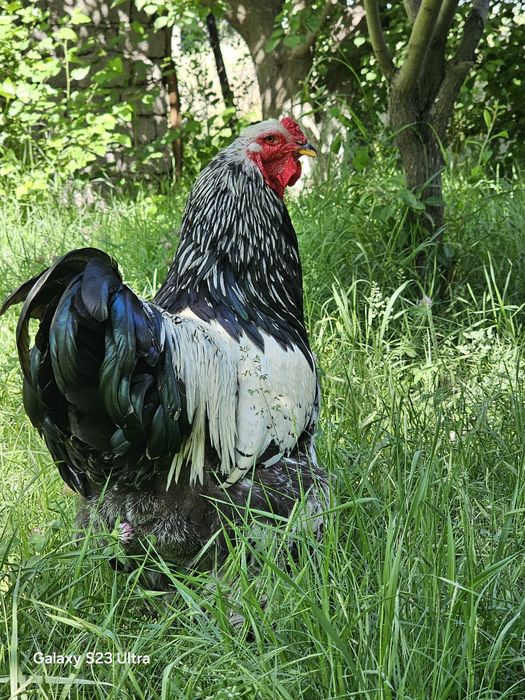 Продаются чистокровные петухи