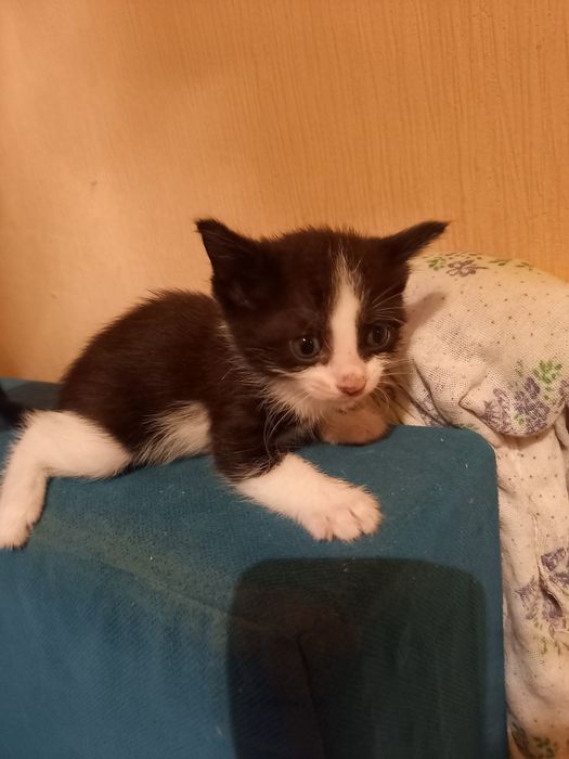 Котята в добрые руки.