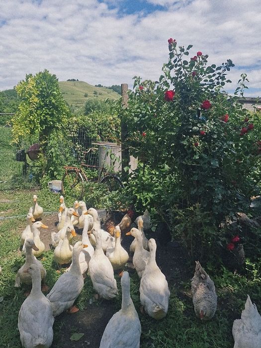 Vând rațe crescute la curte
