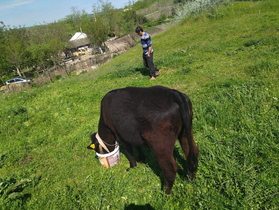 Vând  vițică angus