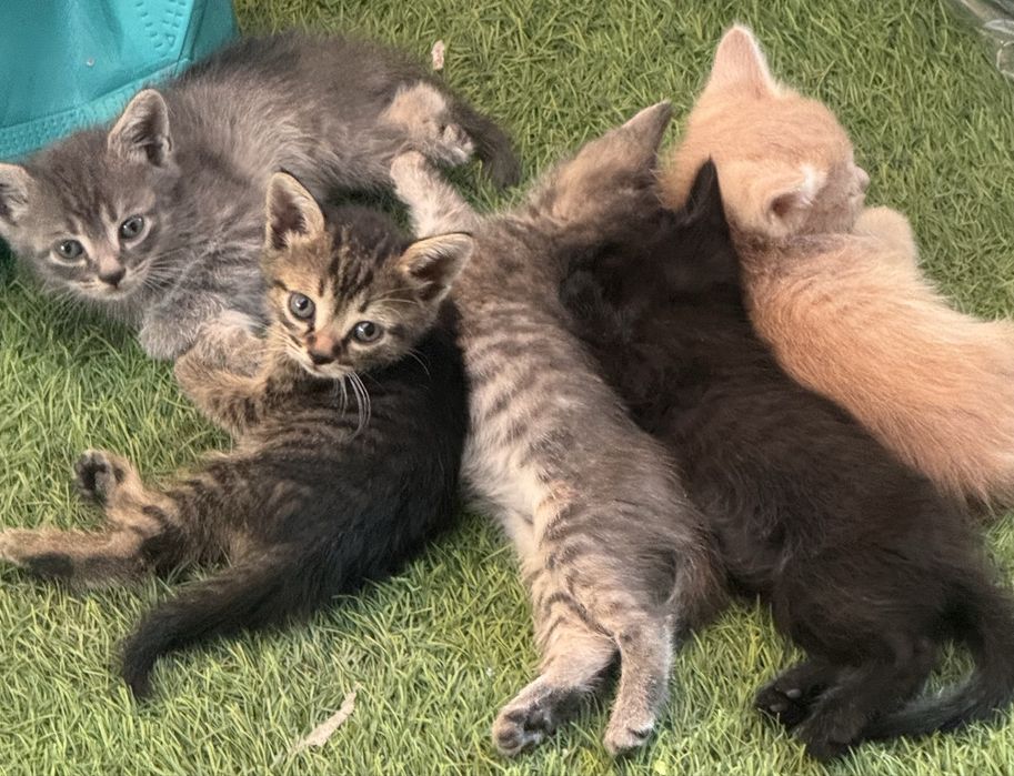 Отдам котят в хорошие руки)