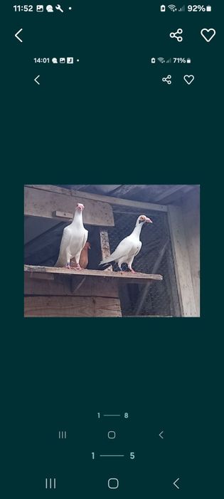 Vând Porumbei de diferite rase