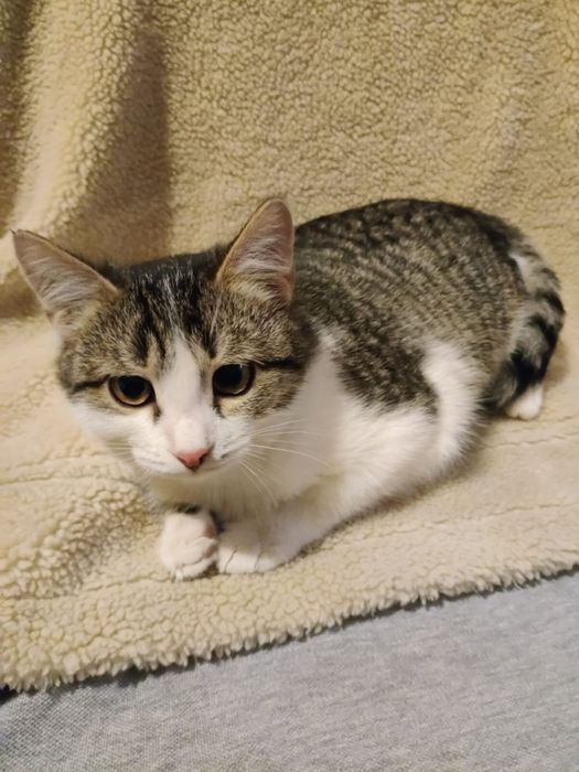 Котята девочки ! !