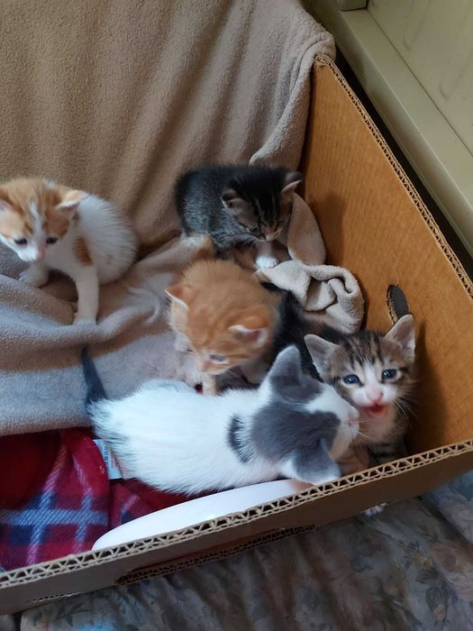 подарявам котета