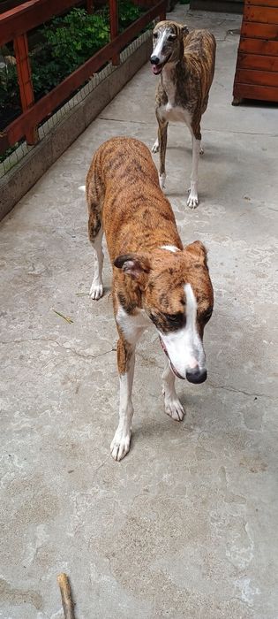 Adopție cățel metis ogar