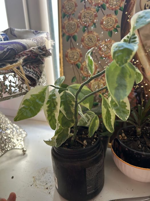 Гүлдердің өсінділері сатылады