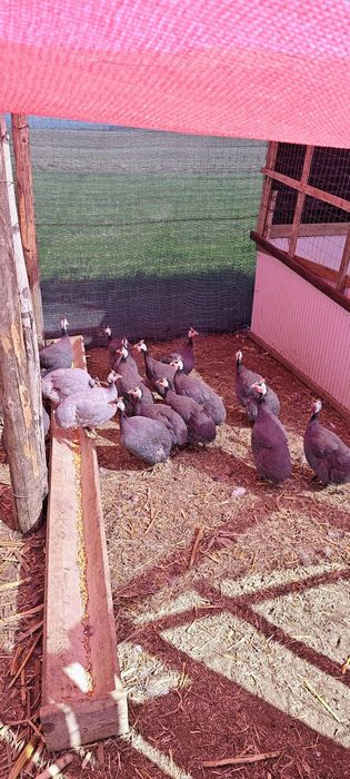 Bibilici de vânzare!