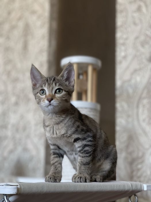 Котенок 2.5 месяца