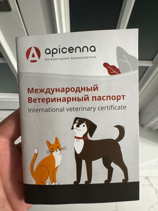 Скоттиш фолд. Девочка