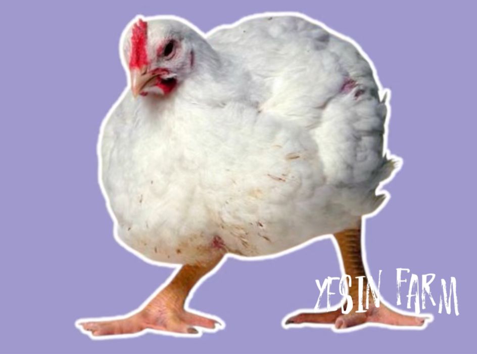 Арбор Айкресс инкубационные яйца бройлерные куры — крупный бройлер