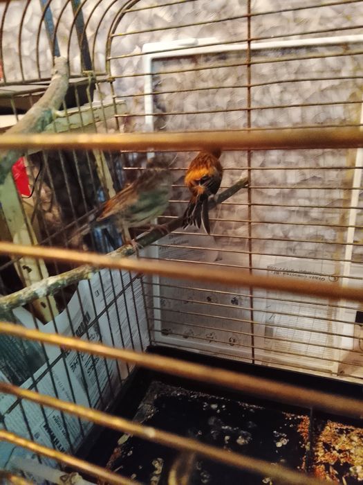 Продаю канарейк самок