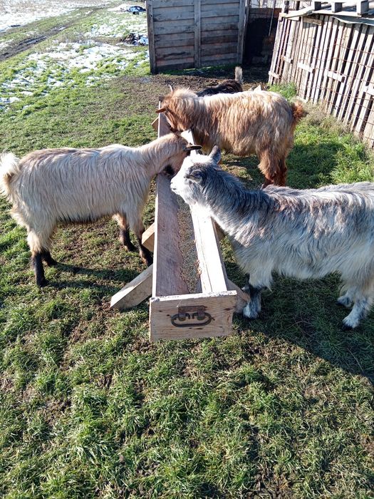 Vând 4 capre tinere