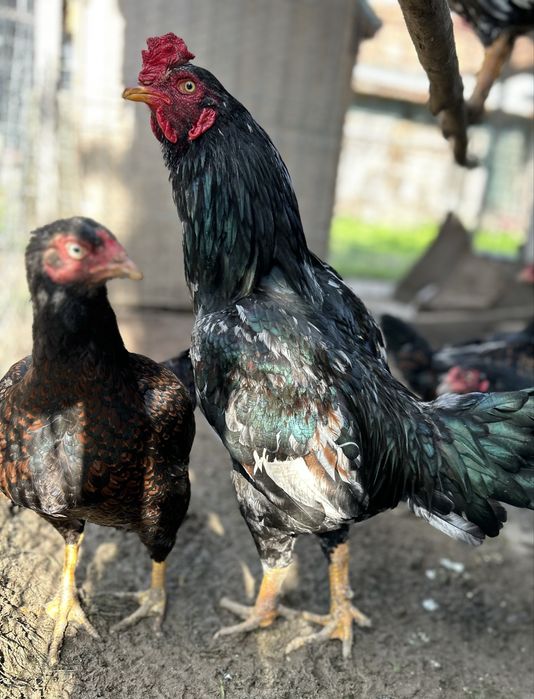 Oua pentru incubat urias COMBATANT INDIAN