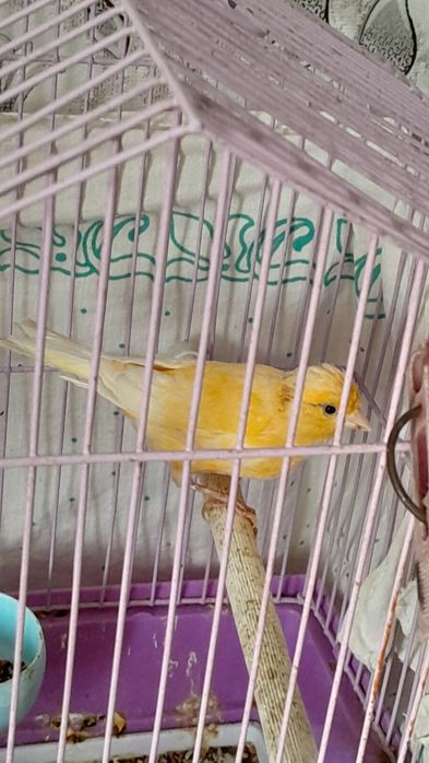 Продам самку кенора