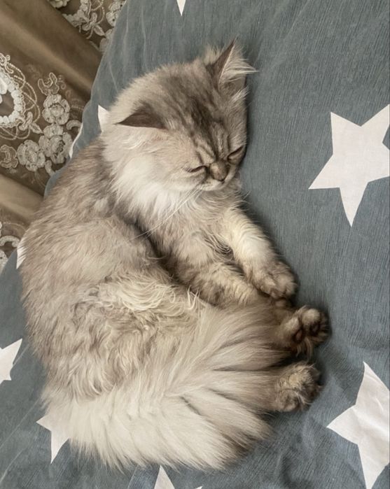 Пропал кот, прямоухий серый мальчик