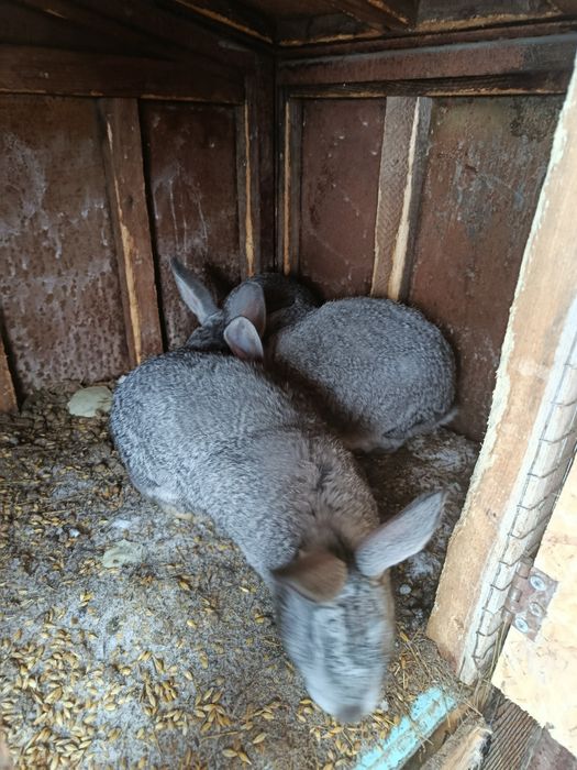 Продам молодых Крольчих!