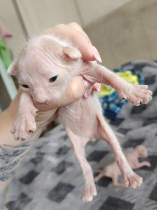 Открыто бронирование котят сфинксов