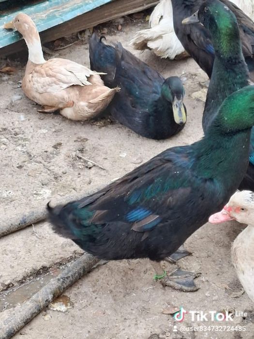 Каюга птицы индия россия